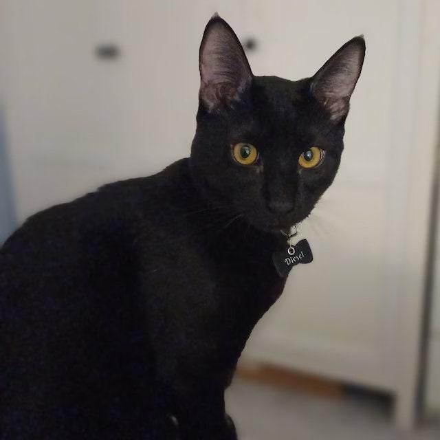 Black cat wearing a custom leather name tag with bow tie, showcasing a stylish pet accessory.