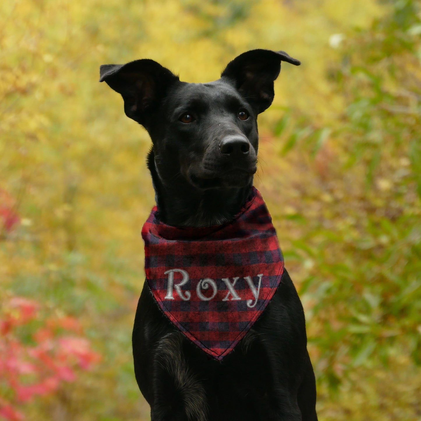 Personalised Embroidered Dog and Cat Bandana, blue and red - Sugar Gecko