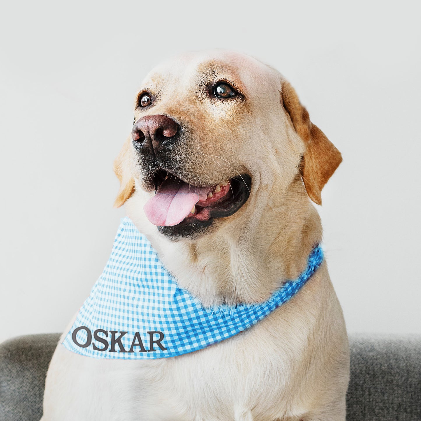 Personalised Embroidered Dog and Cat Bandana, blue and white - Sugar Gecko